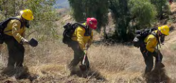 Three firefightes working in a field.